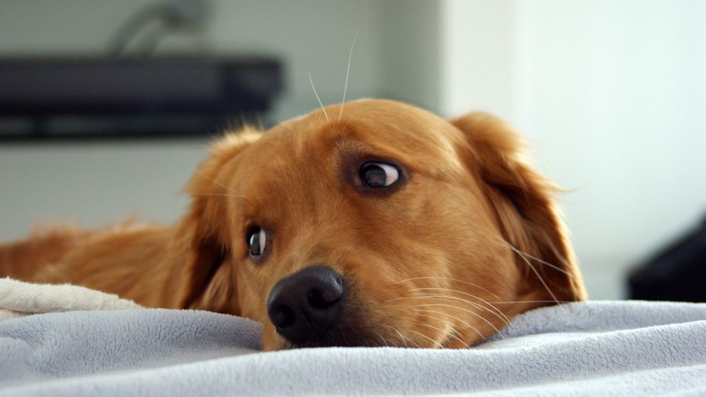 chien