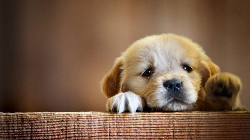 chien