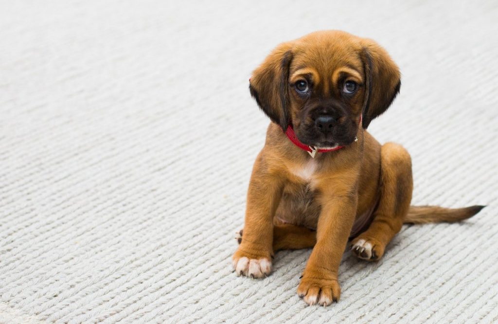 eduquer-son-chien