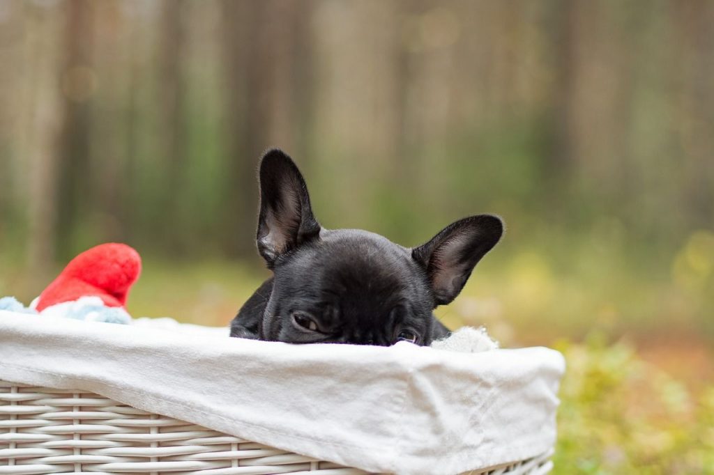 choisir-panier-chien