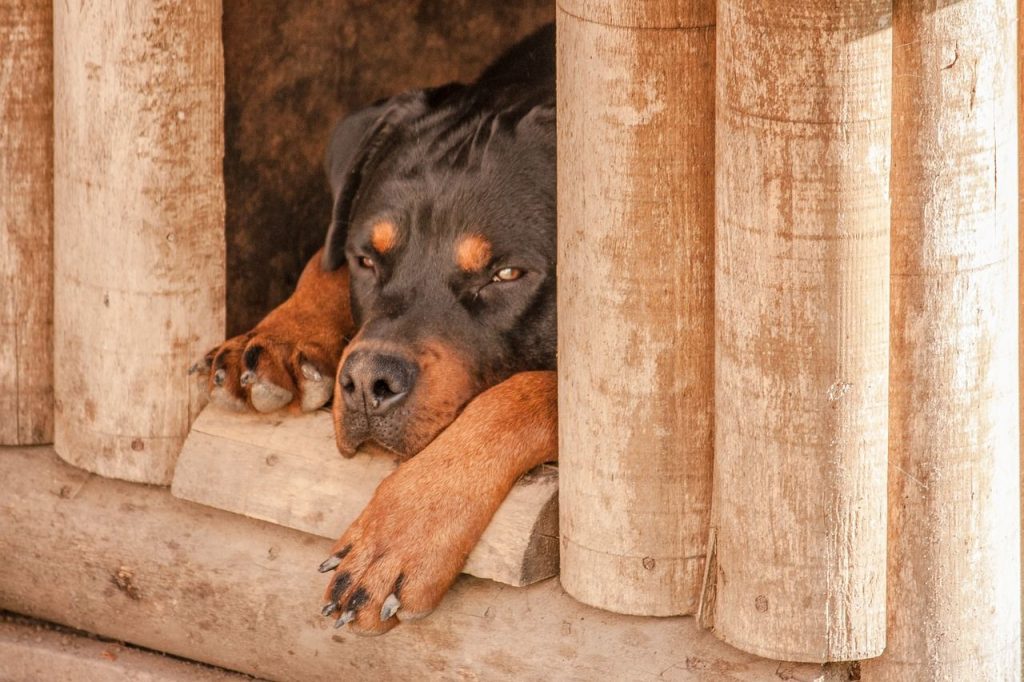 niche-chien
