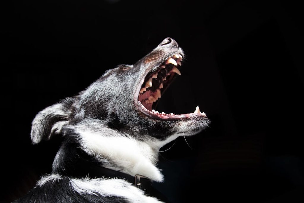 chien agressif