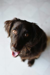 chien sage