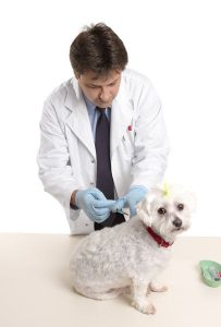 injection-vaccin-chien