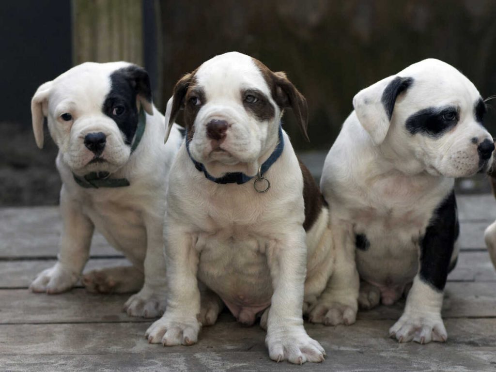 nom-chiot