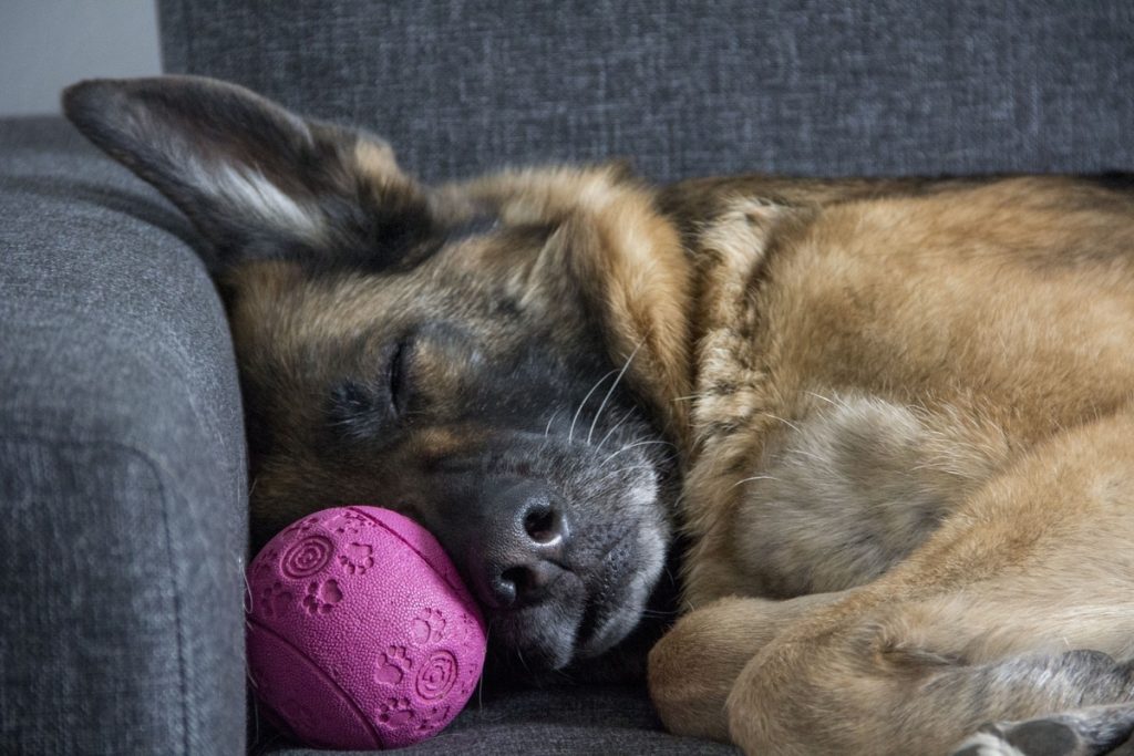 faire-dormir-votre-chien