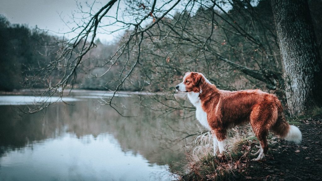 chien de chasse