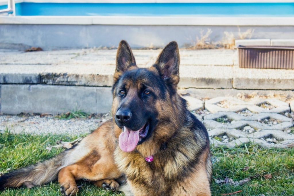 quel chien choisir