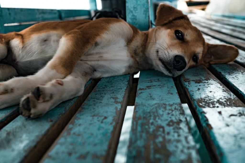 chien malade