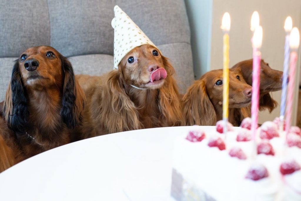 anniversaire de chien