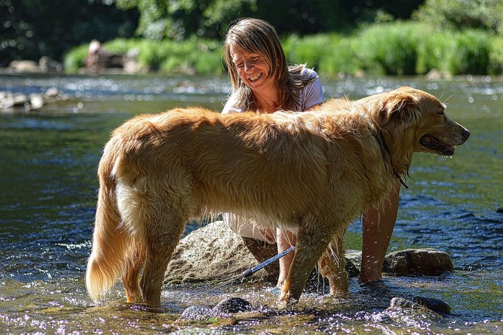 laver chien