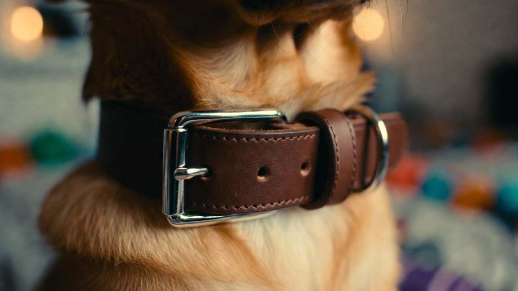 Fixation collier cuir sur chien